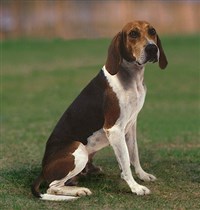 Древесная енотовая гончая уолкера