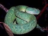 Древесные гадюки (зеленая древесная гадюка)