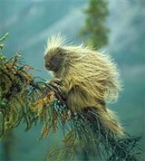 Древесные дикобразы (2)