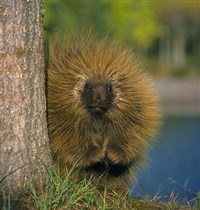 Древесный дикобраз (1)