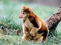 Древесный кенгуру лумгольца (Dendrolagus lumholtzi)