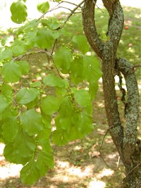 Древогубец круглолистный, краснопузырник – Celastrus orbiculatus Thunb. (1)