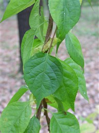 Древогубец лазящий – Celastrus scandens L.