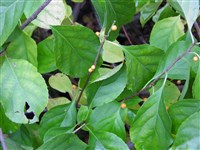 Древогубец плетистый, плетеобразный – Celastrus flagellaris Rupr.