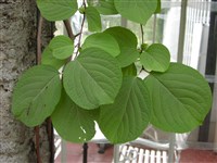 Древогубец угловатый, широколистный – Celastrus angulatus Maxim.