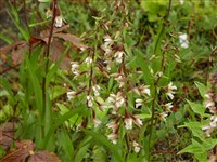 Дремлик болотный – Epipactis palustris (L.) Crantz.