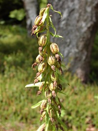 Дремлик морозниковый, широколистный – Epipactis helleborine (L.) Crantz.