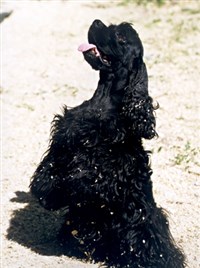 Дрессировка собак (служу)