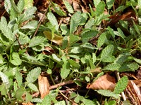 Дриада Друммонда – Dryas drummondii Rich.