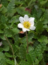 Дриада Зюндермана – Dryas x suendermannii Kellerer ex Sunderm.