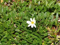 Дриада восьмилепестная – Dryas octopetala L. (1)