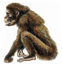 Дриопитек (рисунок)