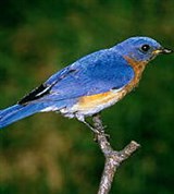 Дроздовые (восточная сиалия)