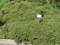 Дрок испанский – Genista hispanica L.