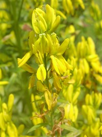 Дрок красильный – Genista tinctoria L. (1)