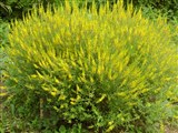 Дрок красильный – Genista tinctoria L. (3)