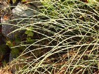 Дрок лидийский – Genista lydia Boiss.