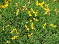 Дрок ощетинившийся – Genista horrida (Vahl.) DC.