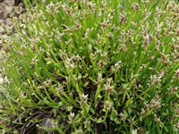 Дрок стреловидный – Genista sagittalis L.