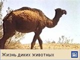 Дромедар (видеофрагмент)