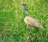 Дрофа сенегальская