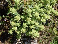 Дубровник белый, седач – Teucrium polium L.