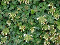 Дубровник горный, распростертый – Teucrium montanum L.