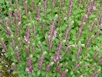 Дубровник крымский – Teucrium krymense Juz.