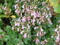 Дубровник обыкновенный – Teucrium chamaedrys L.