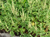Дубровник скородония – Teucrium scorodonia L.