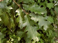 Дуб австрийский – Quercus cerris L. (1)