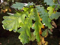 Дуб двуцветный – Quercus bicolor Willd.