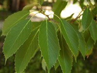 Дуб железистый – Quercus glandulifera Bl.