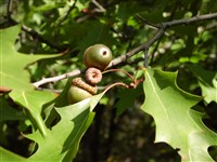 Дуб красный, северный – Quercus rubra L. (1)