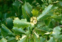 Дуб лировидный – Quercus lyrata Walter.