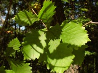Дуб монгольский – Quercus mongolica Fisch.ex Turcz.