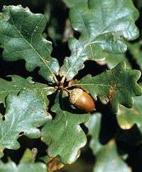 Дуб обыкновенный