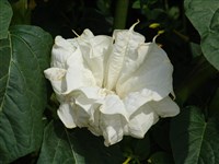 Дурман безвредный – Datura innoxia Mill.