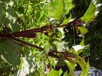 Дурман метел, индийский – Datura metel L. (1)