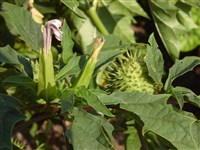Дурман обыкновенный, вонючий – Datura stramonium L.