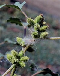 Дурнишник обыкновенный
