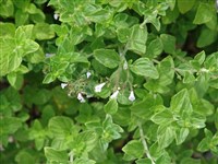 Душевик крупноцветковый – Calamintha grandiflora (L.) Moench. (1)