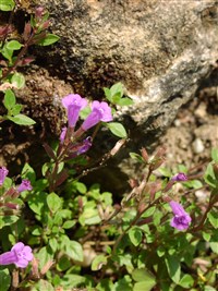 Душевка альпийская – Acinos alpinus (L.) Moench.