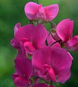 Душистый горошек (цветы)