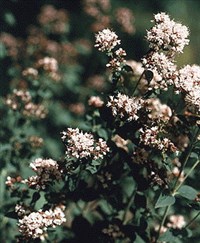 Душица обыкновенная