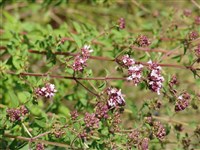 Душица обыкновенная – Origanum vulgare L.