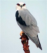 Дымчатый коршун (Elanus caeruleus)