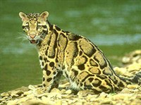 Дымчатый леопард