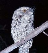 Дымчатый лягушкорот (Podargus strigoides)
