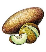 Дыня (плоды)